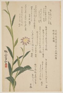 Purple Flower, c.1830-1844